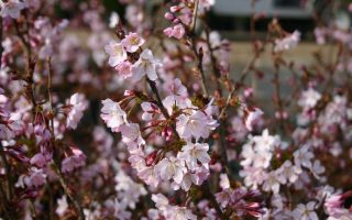 Prunus nipponica 'Ruby'