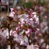 Prunus nipponica 'Ruby'-stromková - C5L-KM 50CM