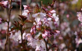 Prunus nipponica 'Ruby'-stromková