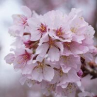 Prunus incisa 'Cunera'-stromková KM50