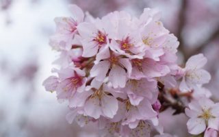 Prunus incisa 'Cunera'-stromková