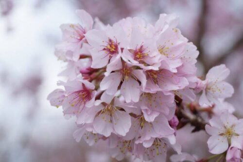 Prunus incisa 'Cunera'-stromková KM50 - Obrázek 1