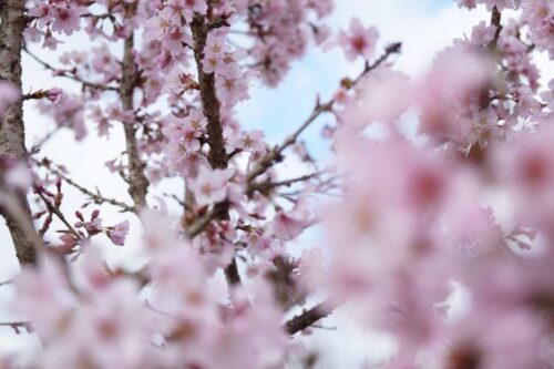 Prunus incisa 'Cunera'-stromková KM50 - Obrázek 3