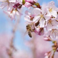Prunus incisa 'Cunera'-keřová