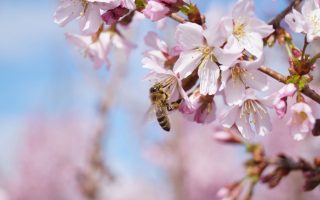 Prunus incisa 'Cunera'