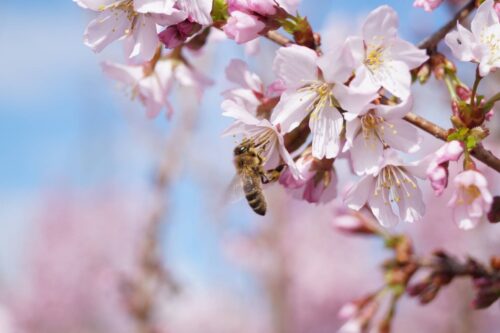 Prunus incisa 'Cunera'-stromková KM50 - Obrázek 2