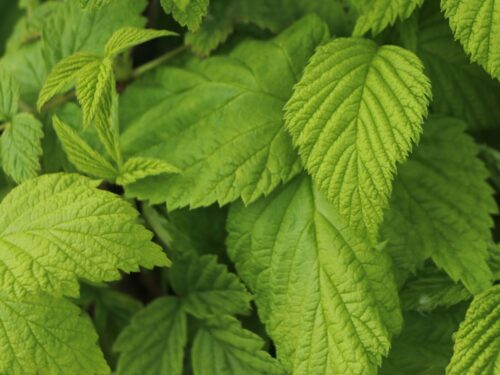 Rubus idaeus BonBonBerry® 'Yummy' - Obrázek 6