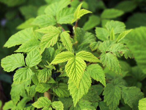 Rubus idaeus BonBonBerry® 'Yummy' - Obrázek 5