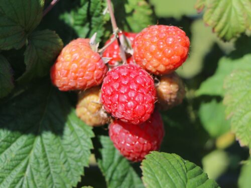 Rubus idaeus BonBonBerry® 'Yummy' - Obrázek 4