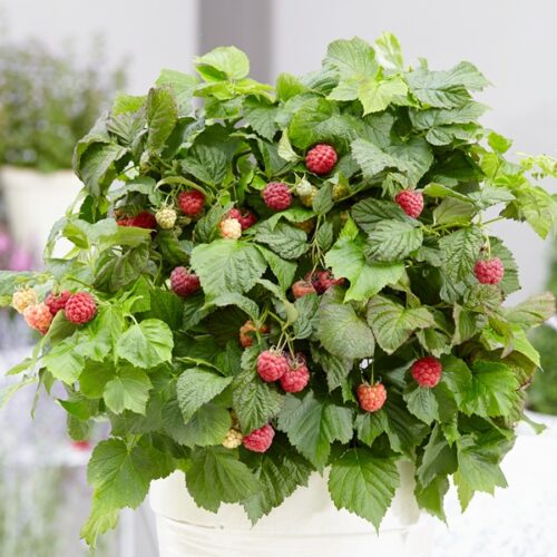 Rubus idaeus BonBonBerry® 'Yummy' - Obrázek 2