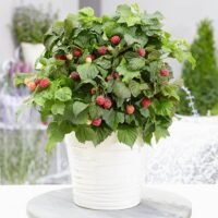 Rubus idaeus BonBonBerry® 'Yummy'