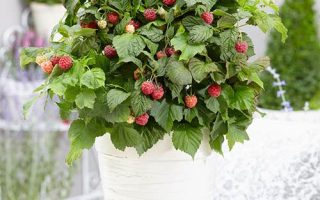 Rubus idaeus BonBonBerry® 'Yummy'