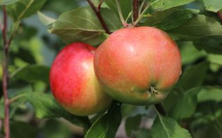 Jabloň 'Pinova'®
