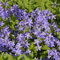 Campanula lactiflora 'Prichard's Varietät' | 'Prichard's Variety'