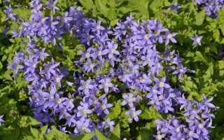 Campanula lactiflora 'Prichard's Varietät' | 'Prichard's Variety'
