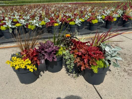 Mísa osázená 'Herbstzauber'