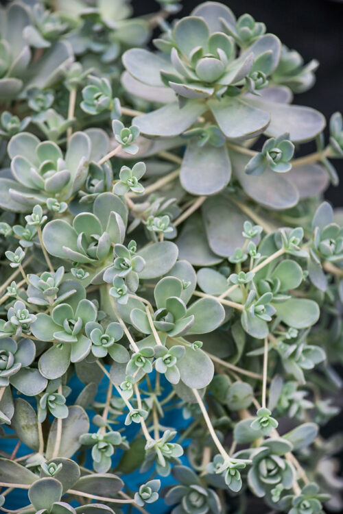 Orostachys malacophylla - Obrázek 1