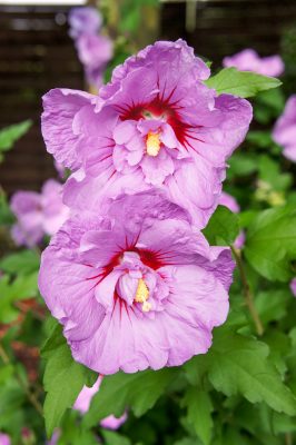 Hibiscus syriacus 'Lavender Chiffon'®