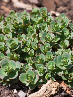 SEDUM hybridum 'Sunsparkler Lime Zinger'