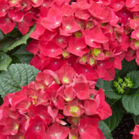 Hydrangea macrophylla 'HOT RED'