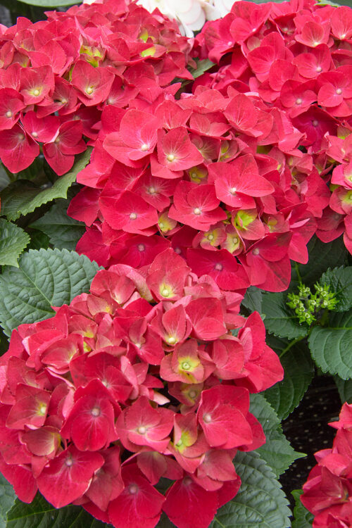 Hydrangea macrophylla 'HOT RED' - Image 1