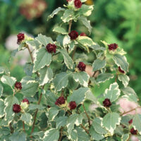Hibiscus syriacus 'Purpureus Variegatus'