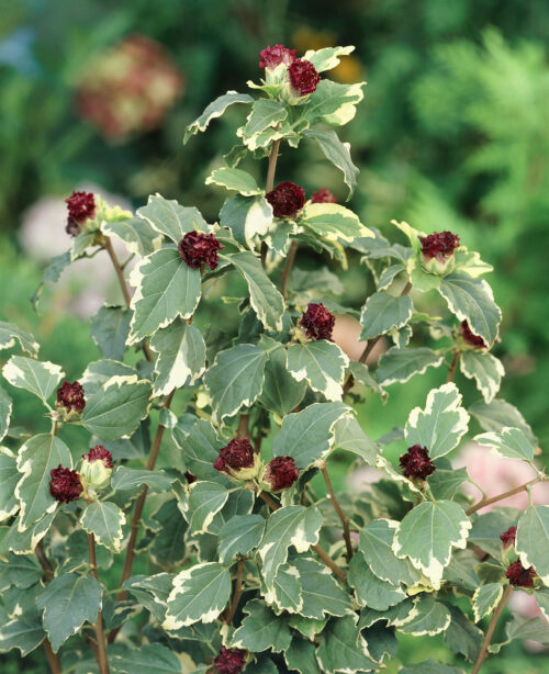 Hibiscus syriacus 'Purpureus Variegatus' - Image 1