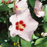 Hibiscus syriacus 'Mathilde'