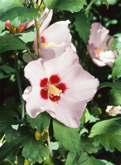 Hibiscus syriacus 'Mathilde' - Obrázek 1