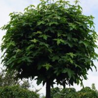 Liquidambar styraciflua 'GUM BALL'