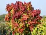 Liquidambar styraciflua 'GUM BALL' - Obrázek 2