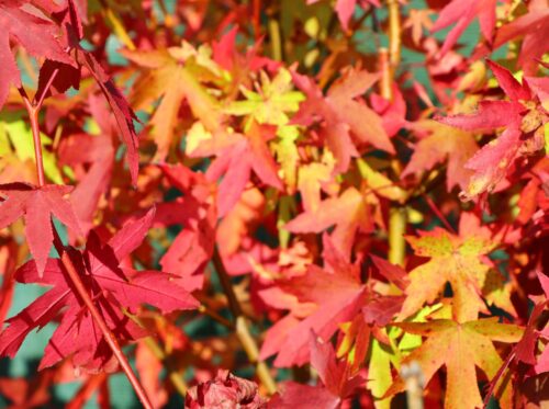 Liquidambar styraciflua 'GUM BALL' - Obrázek 3
