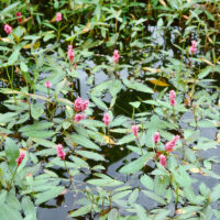 Polygonum amphibium