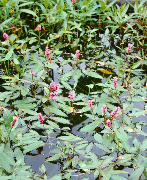 Polygonum amphibium - Obrázek 1