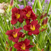 Hemerocallis hybrida 'Pardon Me'