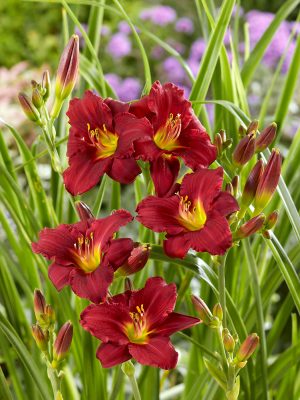 Hemerocallis hybrida 'Pardon Me'