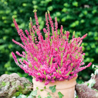 Calluna vulgaris 'Dark Beauty'