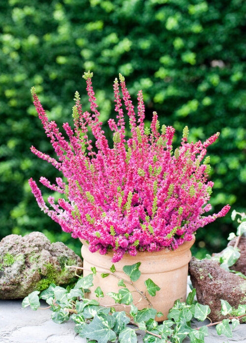 Calluna vulgaris 'Dark Beauty' - Obrázek 1