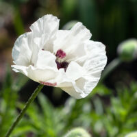 Papaver orientale 'Checkers'