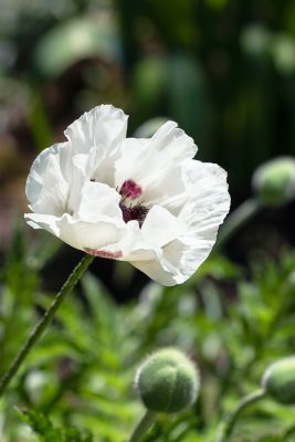 Papaver orientale 'Checkers'