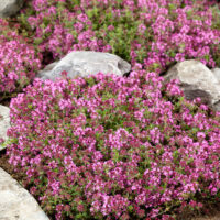 Thymus serpyllum 'Magic Carpet'