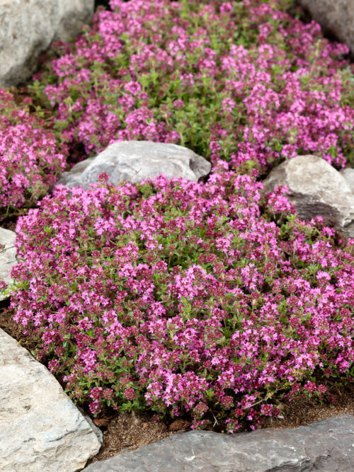 Thymus serpyllum 'Magic Carpet' - Obrázek 1