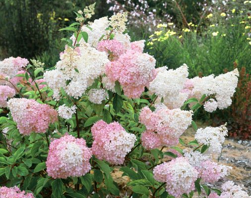 Hydrangea pan. 'Vanille Fraise'®