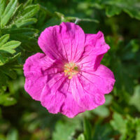 Geranium sanquineum 'Max Frei'