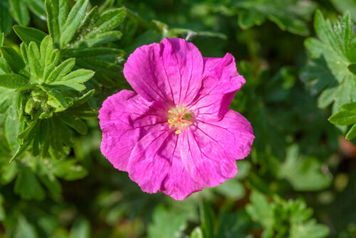 Geranium sanquineum 'Max Frei' - Obrázek 1