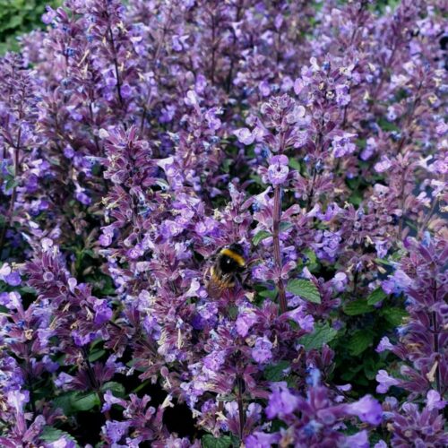Nepeta x faassenii 'Purrsian Blue' - Obrázek 2