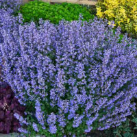 Nepeta x faassenii 'Purrsian Blue'
