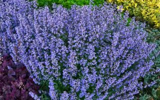 Nepeta x faassenii 'Purrsian Blue'