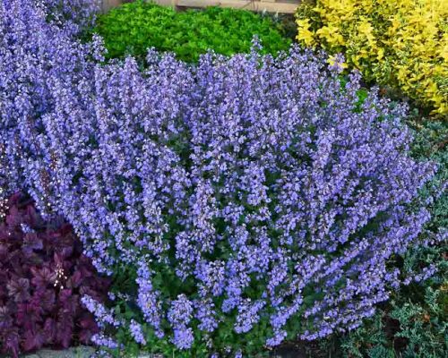Nepeta x faassenii 'Purrsian Blue' - Obrázek 1
