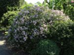 Syringa microphylla 'Superba'-keř - Image 4